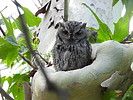 2021-09-21 :3: Madera Canyon :: cactuscat