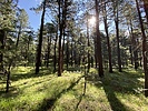 recent photo