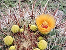 photo thumbnail #6