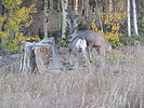 photo thumbnail #1
