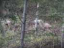 photo thumbnail #1