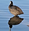 photo thumbnail #13