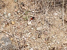 photo thumbnail #13