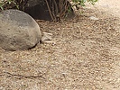 photo thumbnail #14