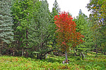 2021-10-04 :1: Maverick Cyn Spur Maples - Mogollon Rim :: Grasshopper
