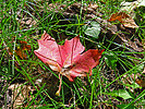 2021-10-04 :1: Maverick Cyn Spur Maples - Mogollon Rim :: Grasshopper