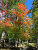 2021-10-04 :1: Maverick Cyn Spur Maples - Mogollon Rim :: Grasshopper
