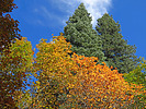 2021-10-04 :1: Maverick Cyn Spur Maples - Mogollon Rim :: Grasshopper
