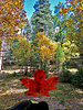 2021-10-04 :2: Maverick Cyn Spur Maples - Mogollon Rim :: Grasshopper