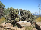 2021-10-11 :: Hilltop LO :: DixieFlyer