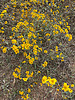 2021-10-09 :1: Whiterock Mesa - AZT #25 :: GrangerGuy