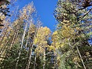photo thumbnail #13