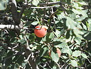2021-10-13 :2: A.B. Young Trail #100 :: DixieFlyer