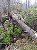 recent photo