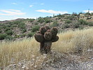 photo thumbnail #4
