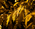 photo thumbnail #14