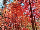 photo thumbnail #7