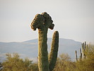 photo thumbnail #8