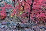 2021-10-27 :3: Pine - Turret Loop :: LJW