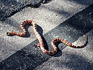 2021-10-29 :2: Bog - Kent Springs Loop :: gummo