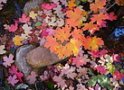 photo thumbnail #9