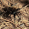 photo thumbnail #11