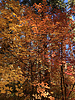 photo thumbnail #15