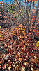 2021-11-06 :1: Mazatzal Wilderness 6243 :: joebartels