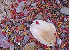 photo thumbnail #14