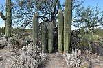 photo thumbnail #9
