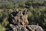 photo thumbnail #13