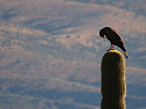 photo thumbnail #9