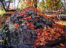 photo thumbnail #8