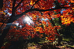photo thumbnail #15