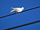photo thumbnail #11