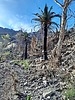 2021-11-16 :2: Arnett Creek - Canyon :: sventre