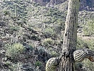 photo thumbnail #14