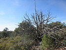 photo thumbnail #10