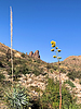 2021-11-27 :1: Hidden Valley Loop - Superstitions :: ScottHika