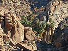 2021-11-26 :3: Lost Palms Oasis Mastodon Peak Loop :: John10s