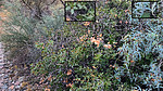 2021-12-04 :1: Ryal Canyon - Tompkins - Lucky Canyon :: joebartels