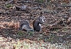 2021-05-05 :2: Woods Canyon Lake Trail - Mogollon Rim :: hikemonk