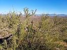 photo thumbnail #6