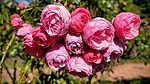 photo thumbnail #14