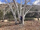 photo thumbnail #6