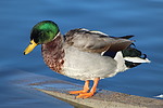 photo thumbnail #9