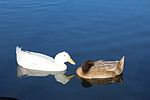 photo thumbnail #15