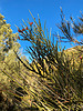 2021-12-12 :1: Goat Springs Trail #542 :: GrangerGuy