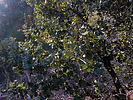 2021-12-12 :1: Goat Springs Trail #542 :: GrangerGuy