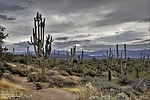 photo thumbnail #14